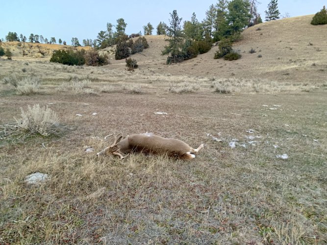 IMG_8529.jpeg IMG_8529.jpeg