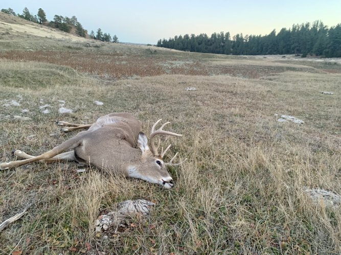 IMG_8531.jpeg IMG_8531.jpeg