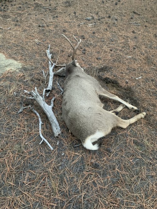 IMG_8571.jpeg IMG_8571.jpeg