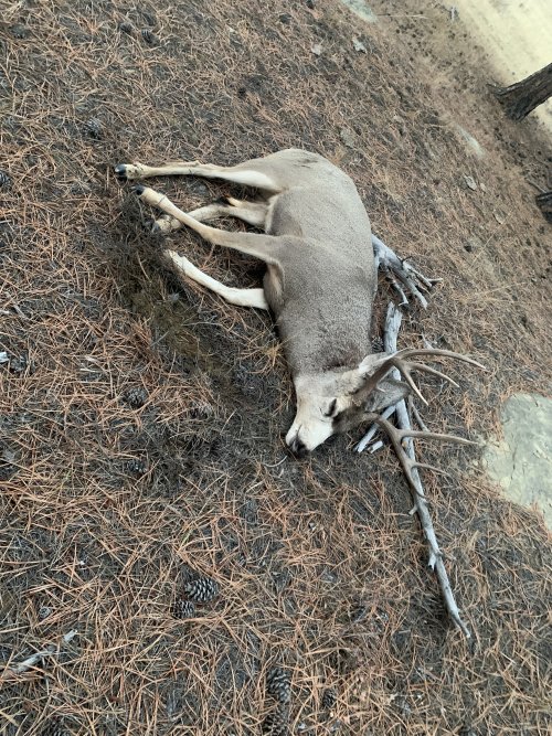 IMG_8572.jpeg IMG_8572.jpeg