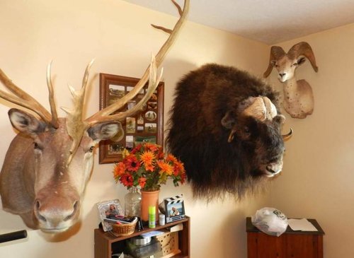 RSM Musk Ox (5) LRes.jpg