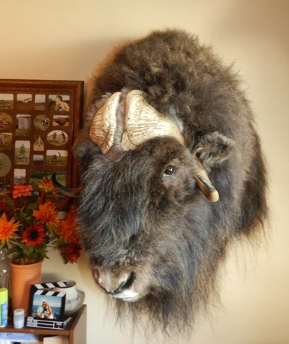 RSM musk ox (6) LRes.jpg