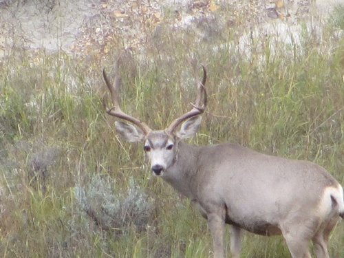 muledeer.JPG