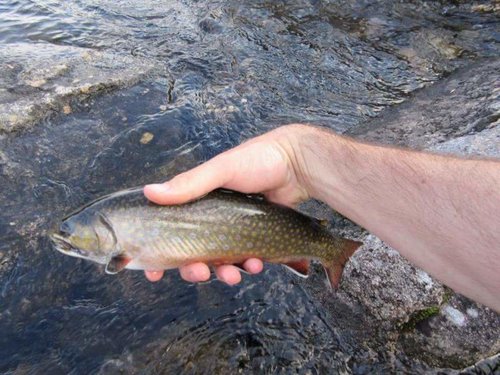 Brookie 2.jpg Brookie 2.jpg