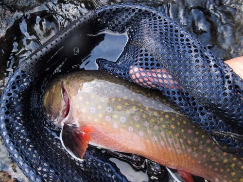 Brookie Colors.jpg Brookie Colors.jpg