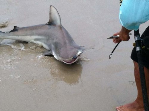 blacktip shark.jpg