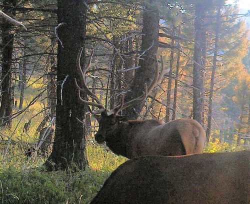 2015elk.jpg