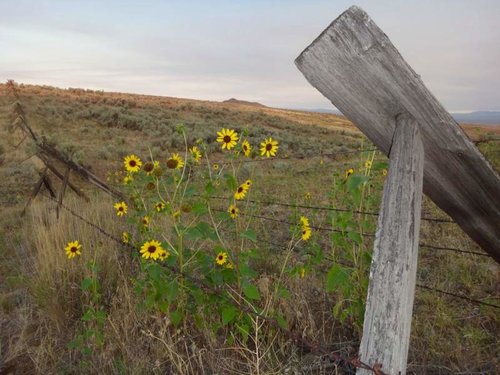 Fence line daisy.jpg