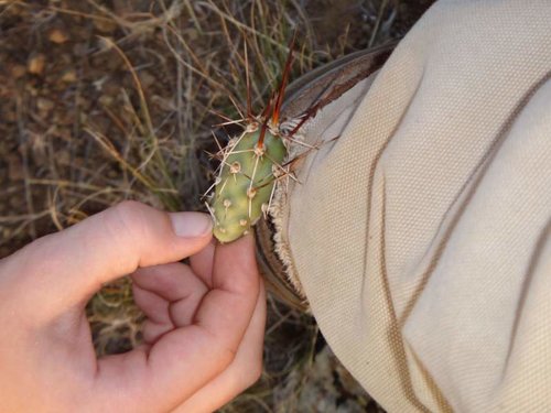 Prickly pear boot.jpg