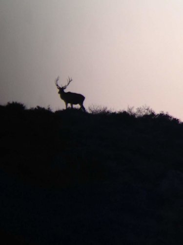 elk1.jpg elk1.jpg