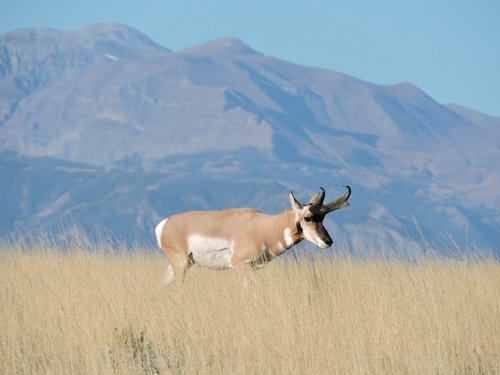 Antelope 2015 #2 reduced.jpg