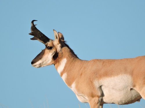 Antelope 2015 reduced.jpg