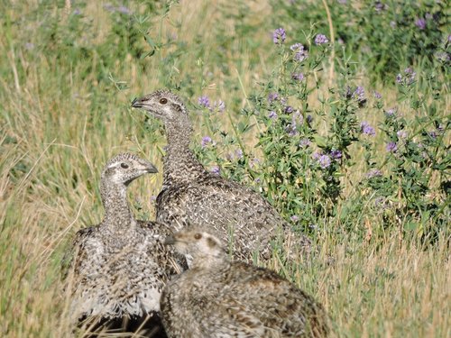 Sage Grouse 2015 reduced.jpg