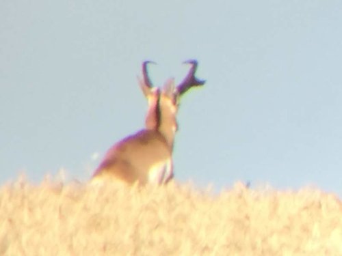 #1 Buck Rear.jpg