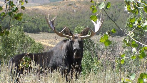 moose 471.jpg