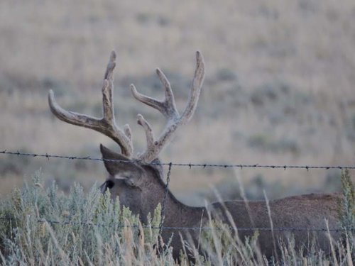 Deer reduced hunttalk 2015.jpg