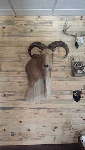 aoudad1.jpg aoudad1.jpg