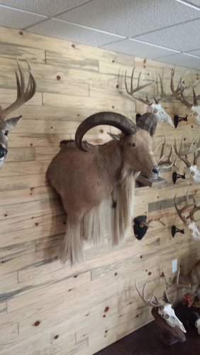 aoudad 2.jpg aoudad 2.jpg