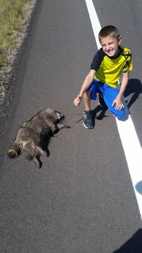 Dead Coon.jpg