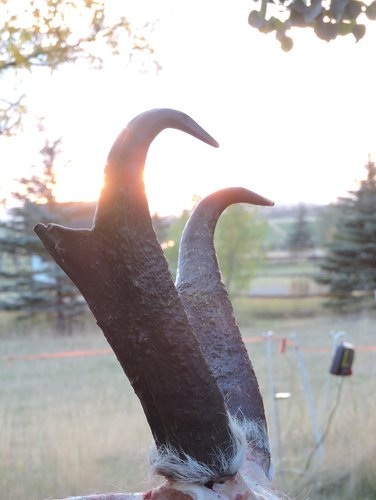 WY antelope horns sunset reduced.jpg WY antelope horns sunset reduced.jpg