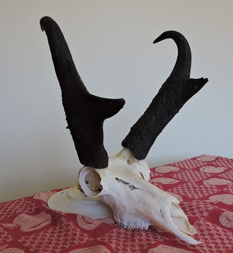 Antelope skull mount 2015 reduced.jpg
