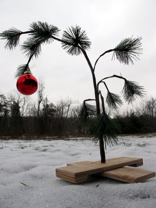 1200px-Charlie_Brown_tree_-_20101217.jpg 1200px-Charlie_Brown_tree_-_20101217.jpg