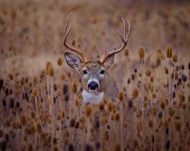 whitetailbuck_teasel - Copy.jpg whitetailbuck_teasel - Copy.jpg