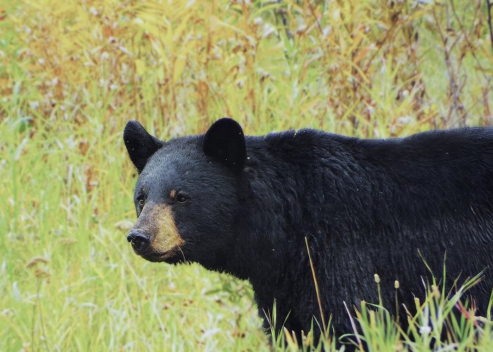 alcan_blackbear_format7_5 - Copy.jpg alcan_blackbear_format7_5 - Copy.jpg