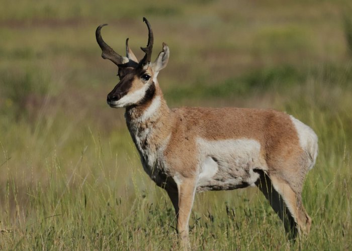 antelope411resized - Copy.JPG antelope411resized - Copy.JPG