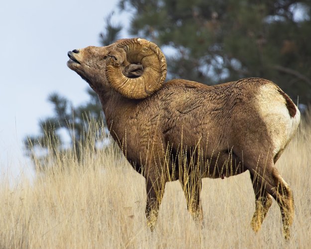 bighorn_rut_Nov2 - Copy.jpg bighorn_rut_Nov2 - Copy.jpg