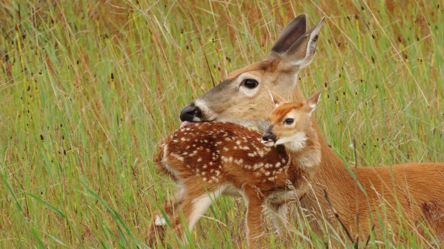 fawn_doe_17June - Copy.jpg fawn_doe_17June - Copy.jpg