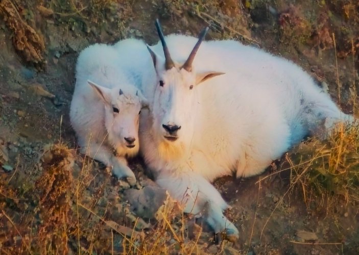 GOATS2_cropped - Copy.jpg GOATS2_cropped - Copy.jpg