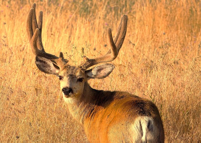 muley_buck_Aug8_1mb - Copy.jpg muley_buck_Aug8_1mb - Copy.jpg