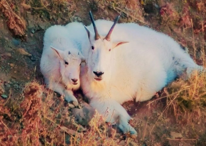 GOATS2_cropped - Copy.jpg GOATS2_cropped - Copy.jpg