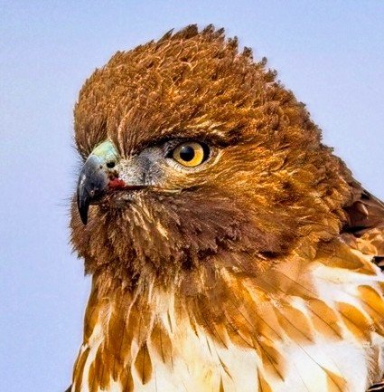 ruffled_feathers~3.jpg ruffled_feathers~3.jpg
