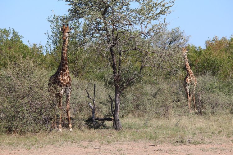 Reduced 04 30 2024 Giraffes.jpeg