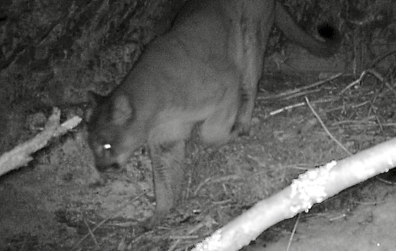 Ashley Lake mountain lion 2_24.JPEG Ashley Lake mountain lion 2_24.JPEG