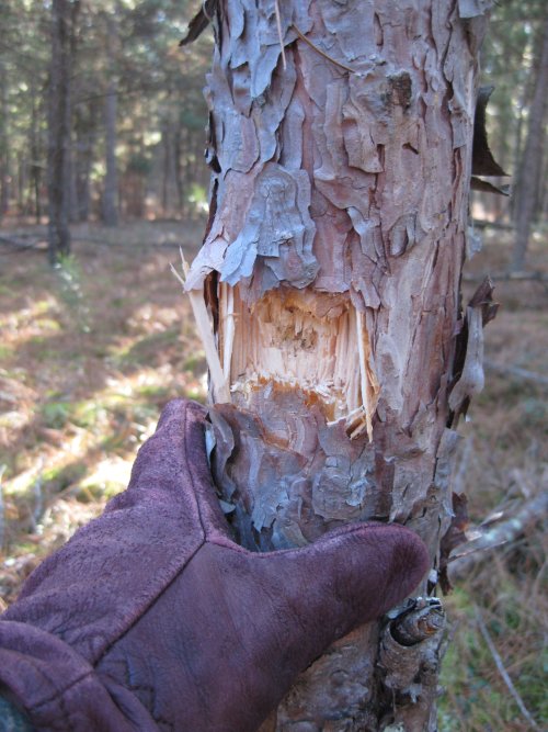 MissedBuckTree_2015_1.JPG