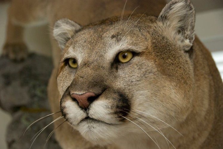 Lion2.JPG Lion2.JPG