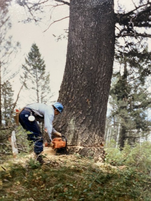 fir tree.jpeg fir tree.jpeg