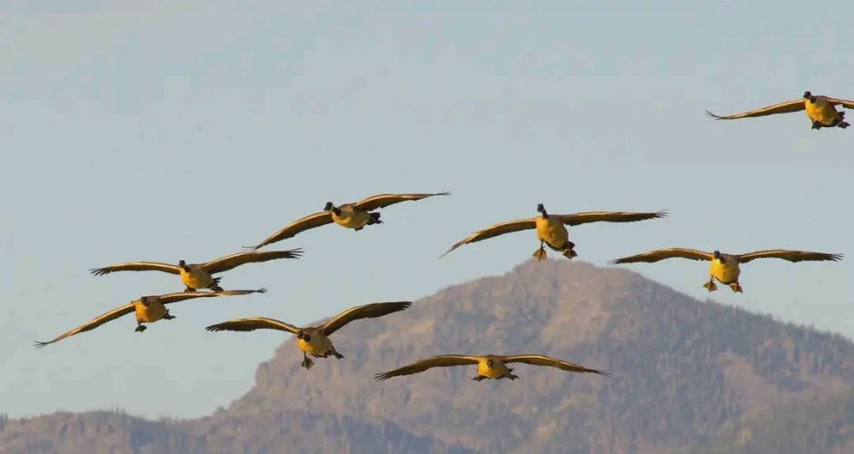 incoming_geese.jpg incoming_geese.jpg