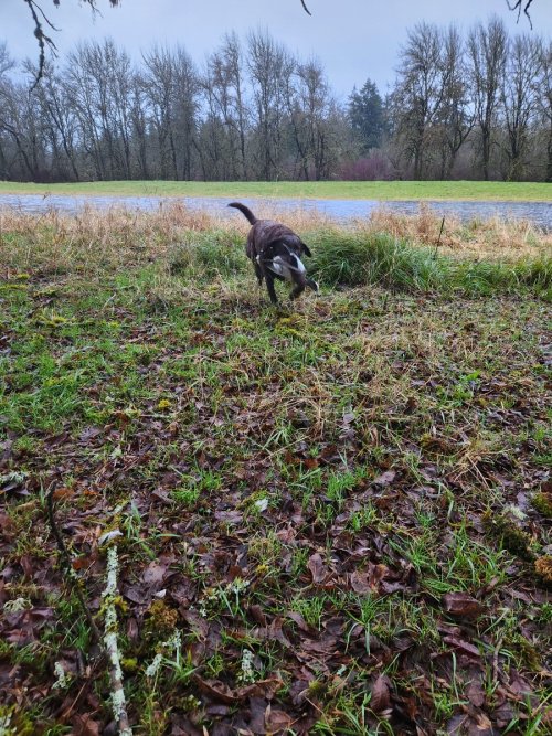 Ryker with Widgeon 12.26.24.jpeg Ryker with Widgeon 12.26.24.jpeg