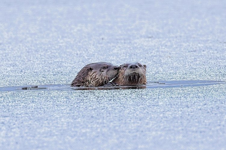 Dec31_otter_kiss.jpg