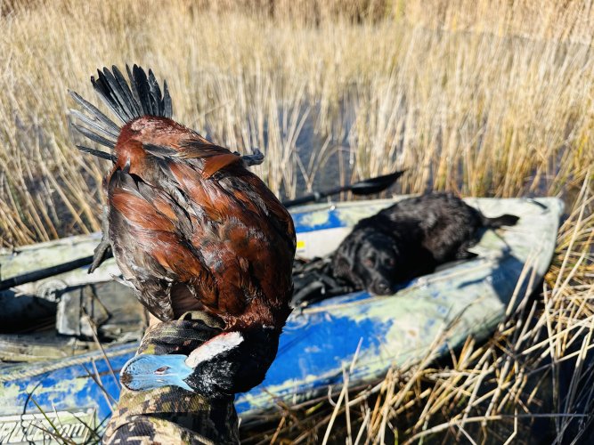 IMG_3019.jpeg IMG_3019.jpeg