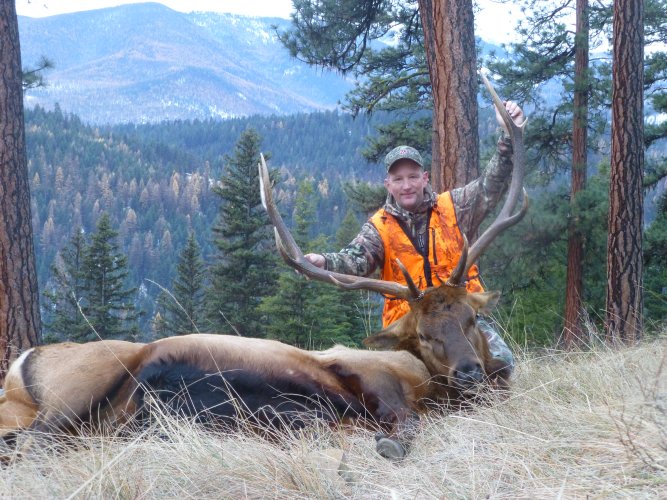 2019 Bull 6.5 CM.JPG 2019 Bull 6.5 CM.JPG