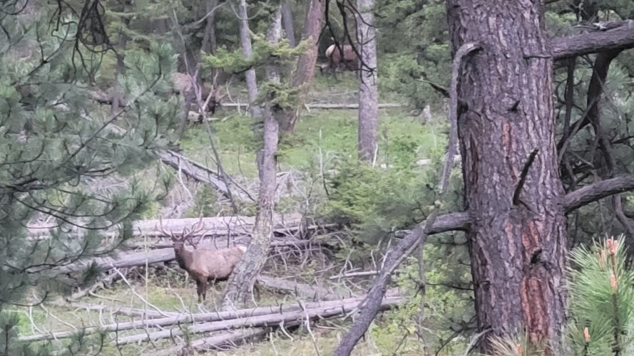 Elkhorns 2.jpg Elkhorns 2.jpg
