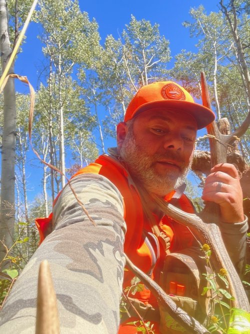 colorado elkself.jpg colorado elkself.jpg