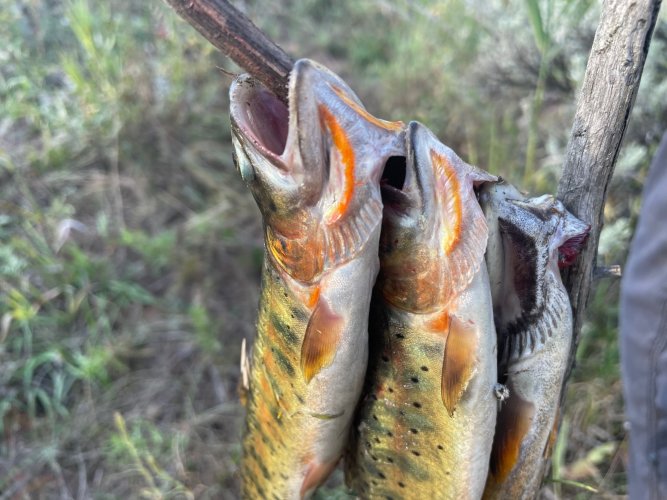 colorado trout.jpg colorado trout.jpg