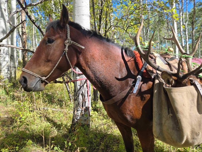 coloradoelkhorse.jpg coloradoelkhorse.jpg