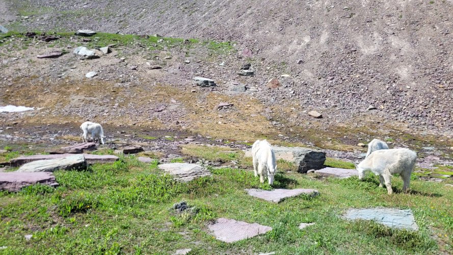 Goats near Logan Pass.jpg Goats near Logan Pass.jpg